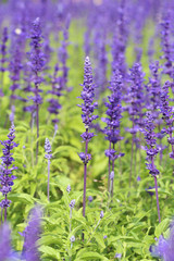 Lavender growing in garden