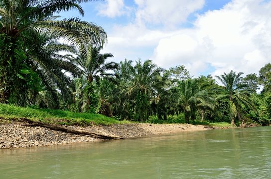 Banks of Jungle River