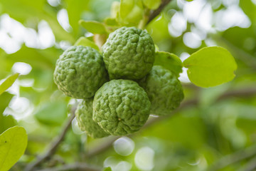 Fototapeta premium Lime on the tree