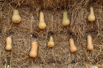 freshly harvested butternut pumpkins