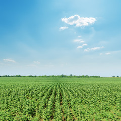 field with green sunflowers under sunny blue sky