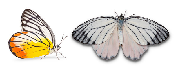 Male Painted Jezebel butterfly