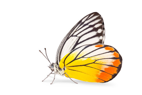 Male Painted Jezebel butterfly