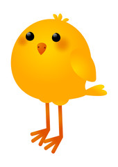 Cute little chicken on white