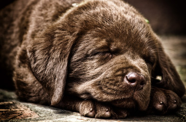 labrador puppy