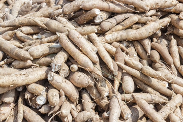 Whole cassava at market place.