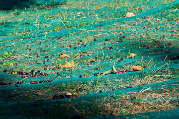 Raccolta delle olive