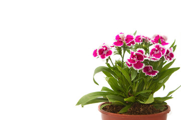 Naklejka na ściany i meble Dianthus Chinensis Flowers,China Pink, Indian Pink