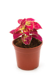 coleus colorful foliage