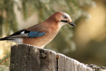 common jay on a stump