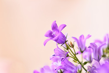 Fototapeta na wymiar Campanula spring flowers