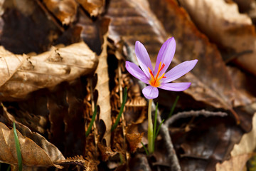 Crocus, zaferano selvatico