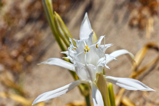 Giglio di mare (Pancratium maritimum)