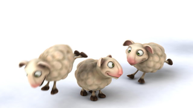 Sheeps jumping