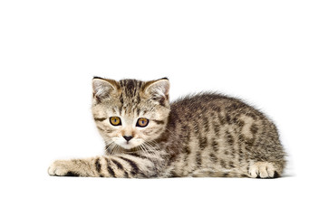 Scottish Straight  kitten lying on white background
