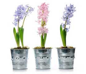 hyacinths