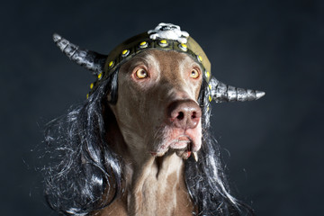 weimaraner dog