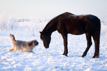 Fototapeta na wymiar Black stallion and dog