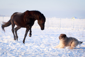 Black stallion and dog