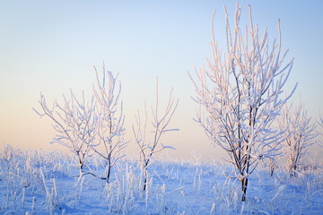 Fototapeta na wymiar Frost tree in winter field
