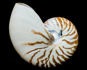 Chambered Nautilus sea shell isolated on black background
