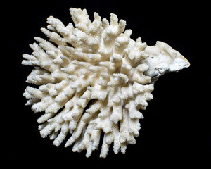 Fototapeta premium Staghorn Coral or Acropora sea coral isolated on black