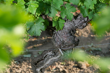 Vine stock in vineyards