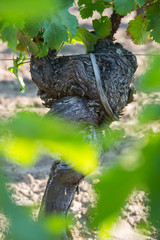 Vine stock in vineyards