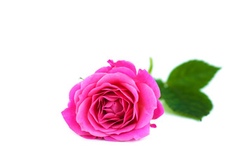 Pink rose