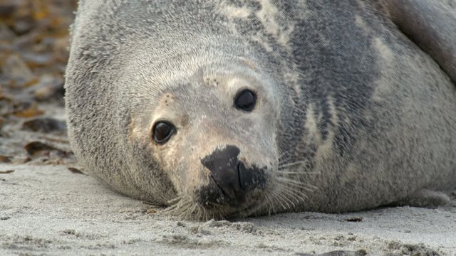Kegelrobben auf Helgoland