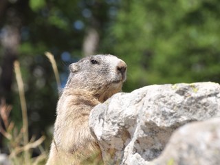 marmotte aguets