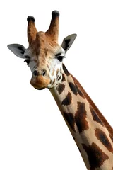 Foto op Plexiglas Giraf giraf geïsoleerd op witte achtergrond