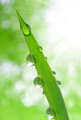 Fresh grass with dew drops close up