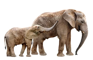 Zelfklevend Fotobehang Afrikaanse olifanten geïsoleerd op wit © vencav