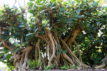 bonsai  on garden