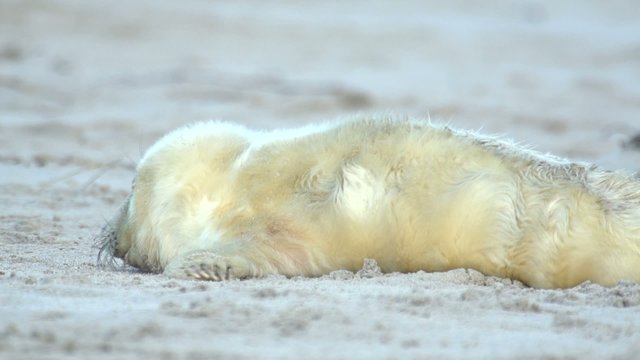 Kegelrobben auf Helgoland