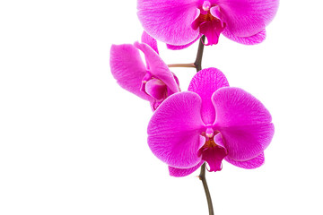 Naklejka na ściany i meble Orchid radiant flower