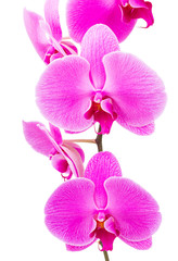 Naklejka na ściany i meble Orchid radiant flower isolated on white