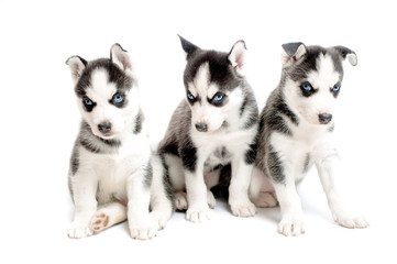 three purebred siberian husky puppies isolated on white