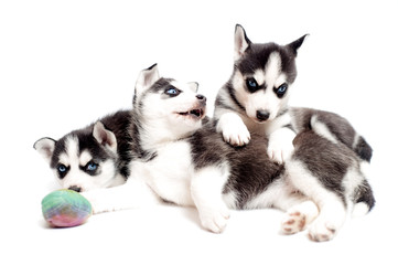 Husky cubs or siberian husky puppies playing in studio isolated