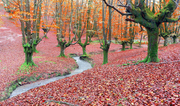 forest in autumn with a stream