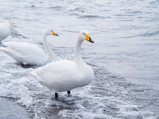 Obraz premium 屈斜路湖の白鳥