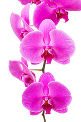 Fototapeta na wymiar Orchid radiant flower