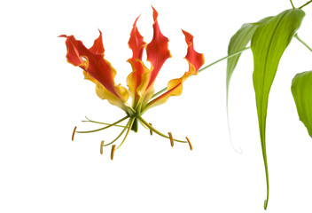 Flame lily flower of Zimbabwe (Gloriosa Superba)