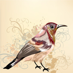 Beautiful vector background with hand drawn vector colorful bird