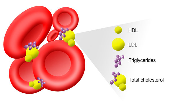 Illustration of cholesterol molecules in blood