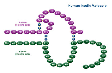 Illustration of a human insulin molecule
