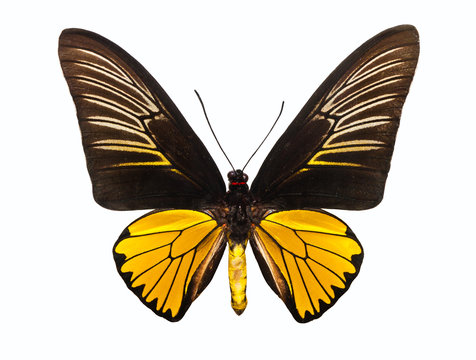 Butterfly Troides Magellanus