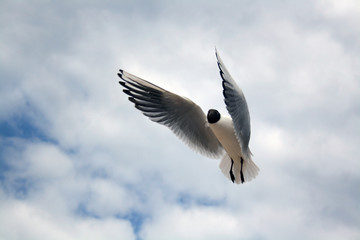 Curious Seagull