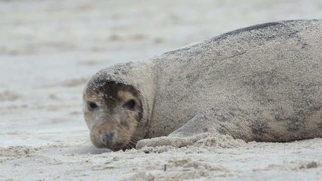 Kegelrobben auf Helgoland